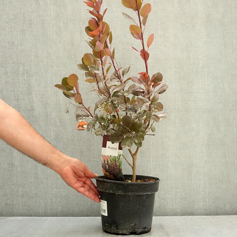 Amostra de Cotinus coggygria Magical Purple Vaso de 4 L/5 L tal como entregue no verão