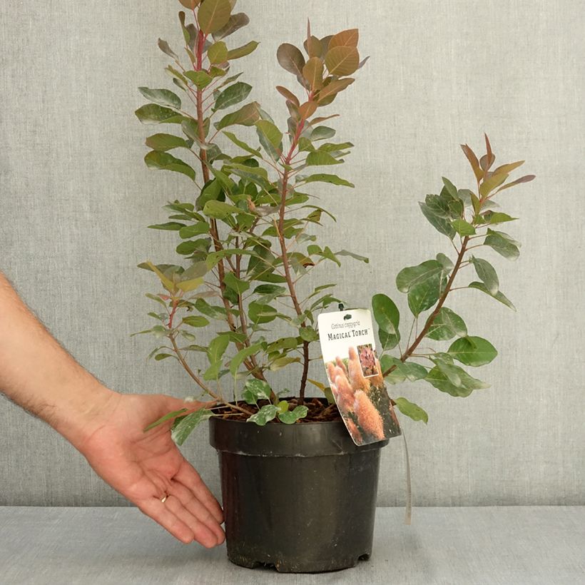 Amostra de Cotinus coggygria Magical Torch - Árvore-da-peruca Vaso de 3 L/4 L tal como entregue no verão