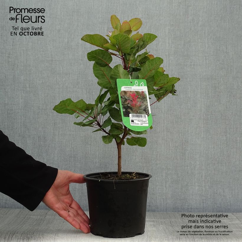 Amostra de Cotinus coggygria Old Fashioned Vaso de 3 L/4 L tal como entregue no outono