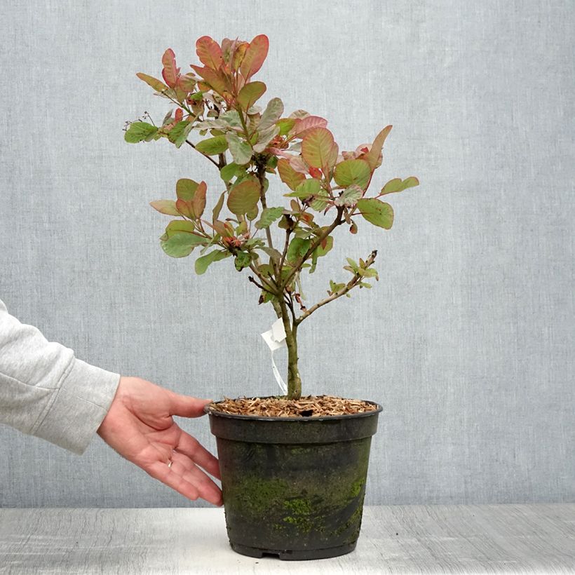 Amostra de Cotinus coggygria Old Fashioned Vaso de 3 L/4 L tal como entregue no verão