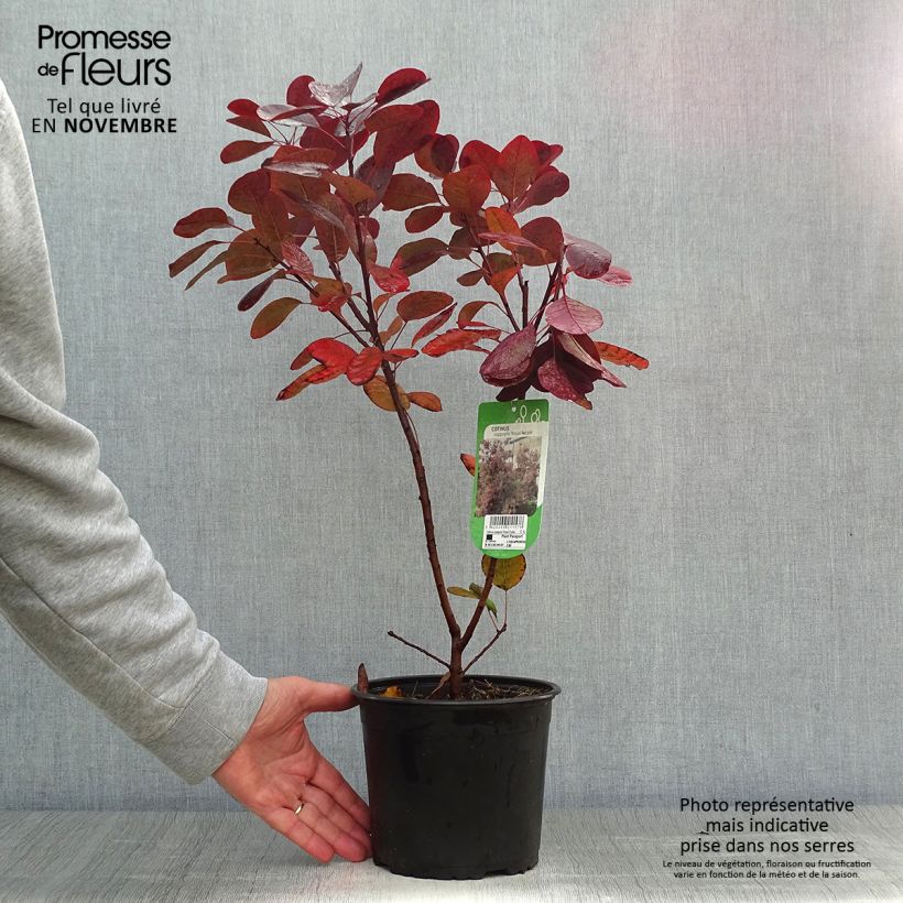 Amostra de Cotinus coggygria Royal Purple Vaso de 2 L/3 L tal como entregue no outono