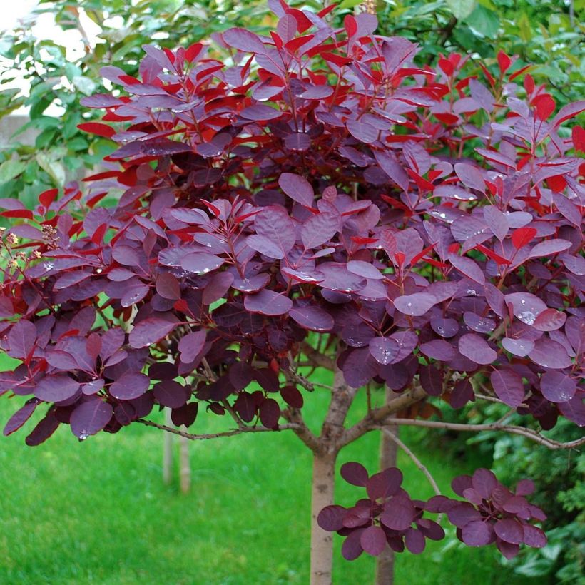 Cotinus coggygria Royal Purple (Folhagem)