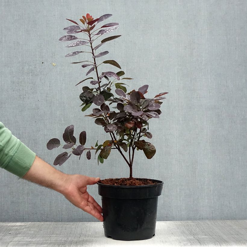 Amostra de Cotinus coggygria Royal Purple Vaso de 4 L/5 L tal como entregue no verão