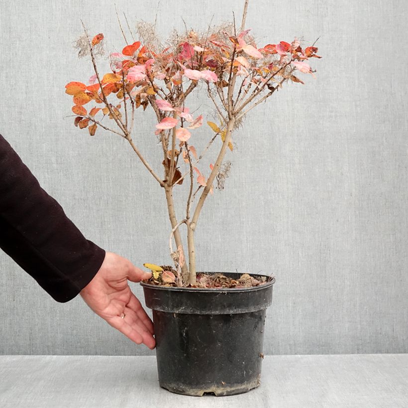 Amostra de Cotinus coggygria Royal Purple Vaso de 4 L/5 L tal como entregue no outono