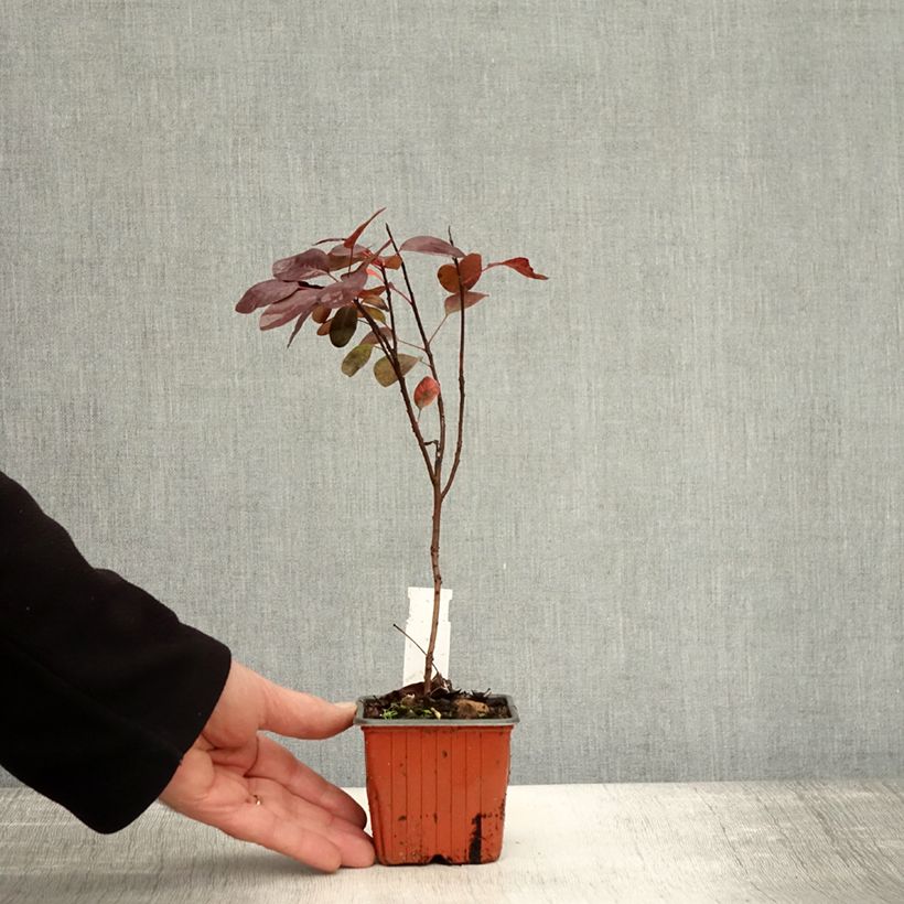 Amostra de Cotinus coggygria Royal Purple Vaso de 8/9 cm tal como entregue no outono