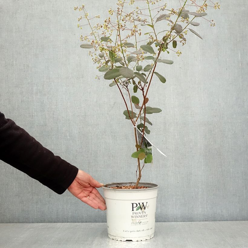 Amostra de Cotinus coggygria Winecraft Black Vaso de 3 L/4 L tal como entregue na primavera