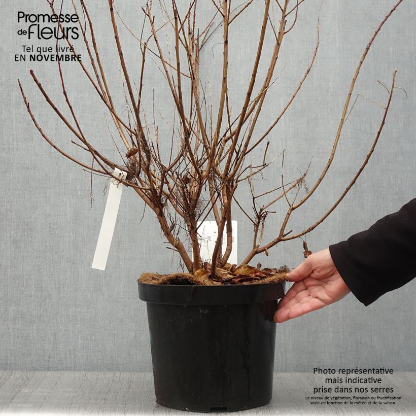 Amostra de Cotinus coggygria Young Lady Vaso de 6 L/7 L tal como entregue no outono