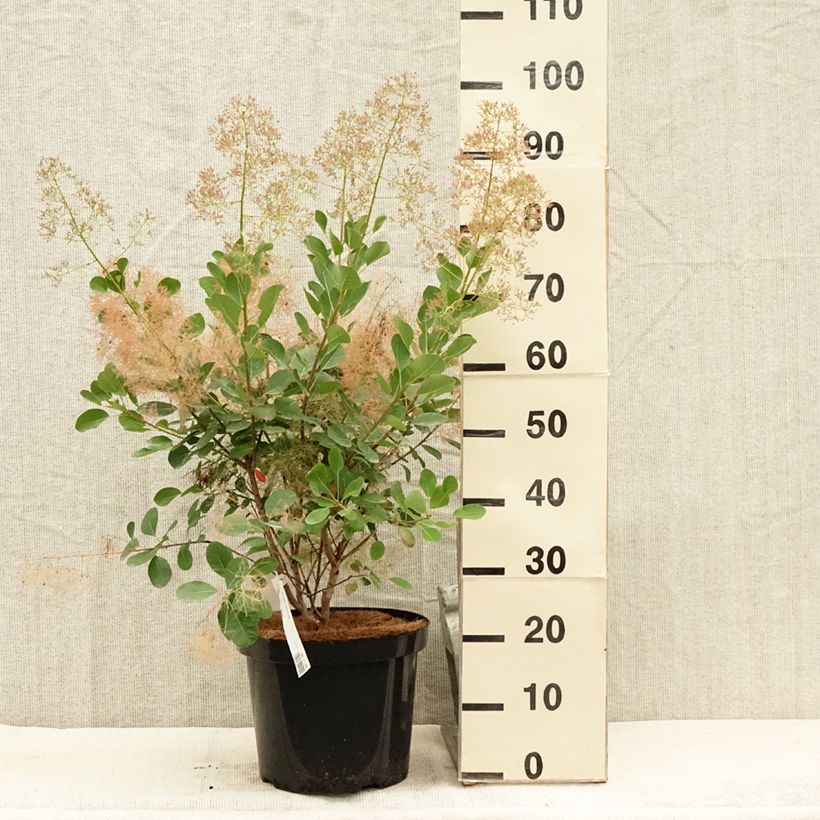 Amostra de Cotinus coggygria Young Lady Vaso de 6 L/7 L tal como entregue no verão