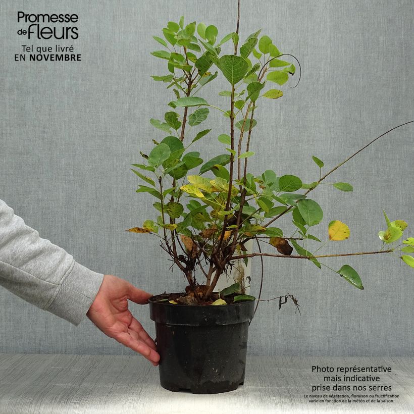 Amostra de Cotinus coggygria Young Lady Vaso de 2 L/3 L tal como entregue no outono