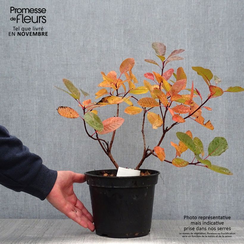 Amostra de Cotinus Grace Vaso de 6 L/7 L tal como entregue no outono