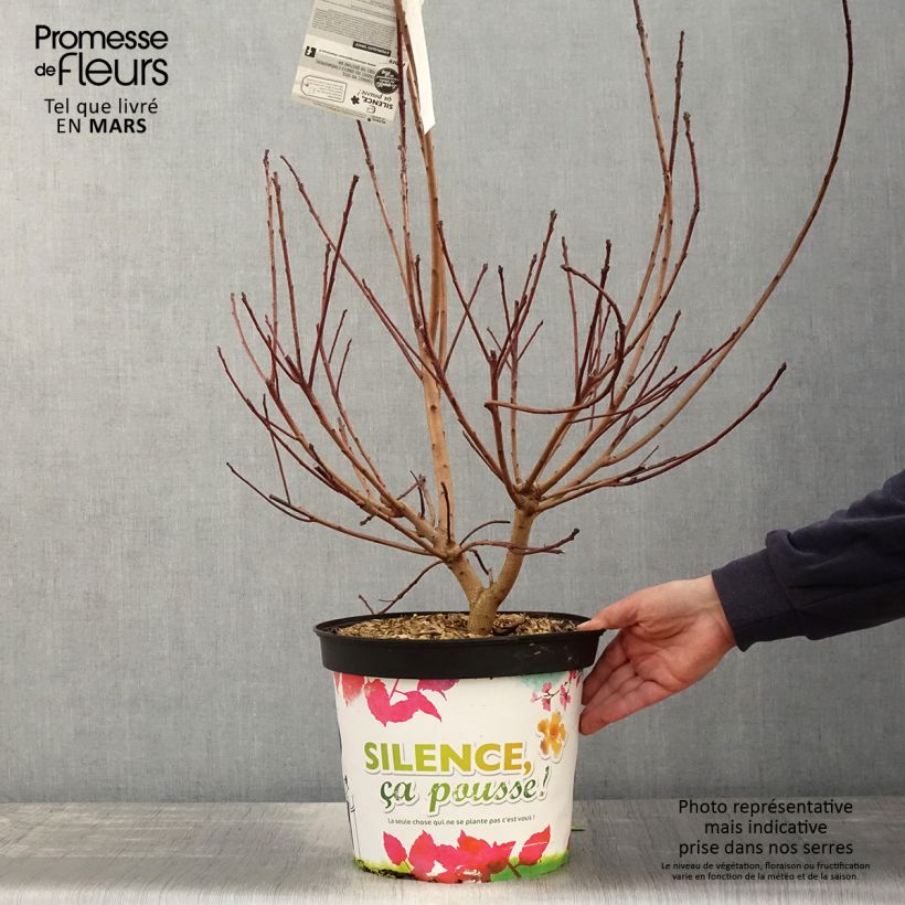 Amostra de Cotinus Grace Vaso de 7,5 L/10 L tal como entregue na primavera