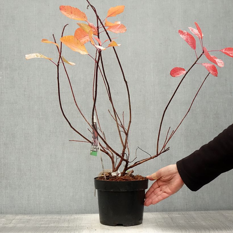 Amostra de Cotinus Grace Vaso de 2 L/3 L tal como entregue no outono