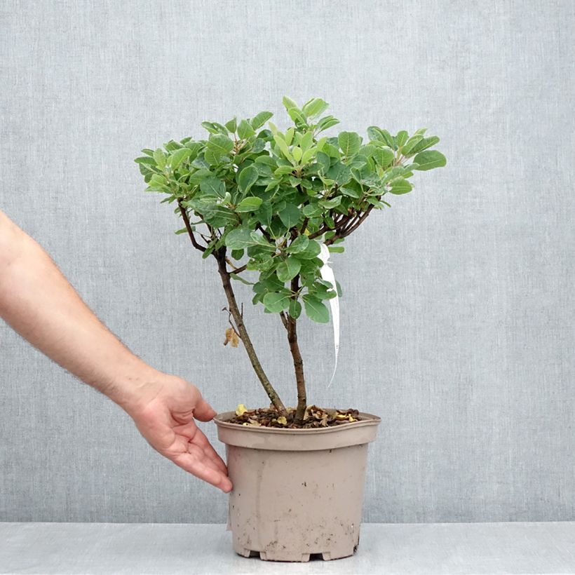 Amostra de Cotinus coggygria Smokey Joe Vaso de 3 L/4 L tal como entregue no verão