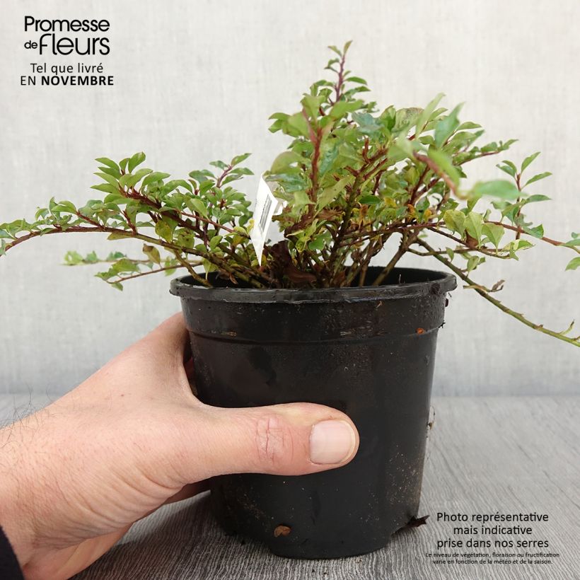 Amostra de Cotoneaster adpressus - Cotonéaster-rasteiro Vaso de 1,5 L/2 L tal como entregue no outono