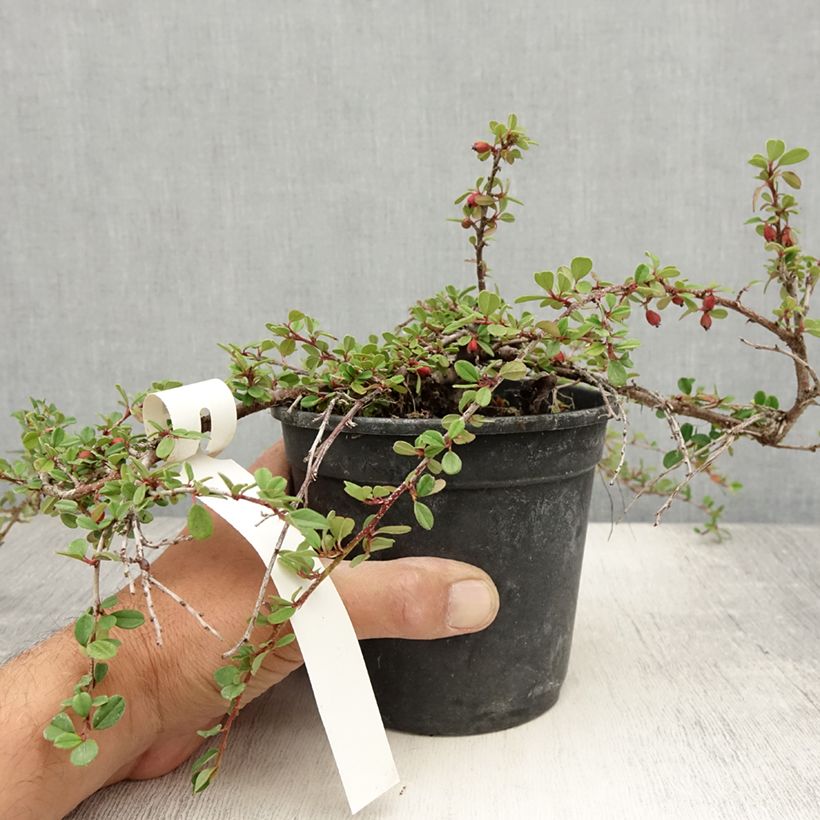 Amostra de Cotoneaster adpressus - Cotonéaster-rasteiro Vaso de 1,5 L/2 L tal como entregue no verão