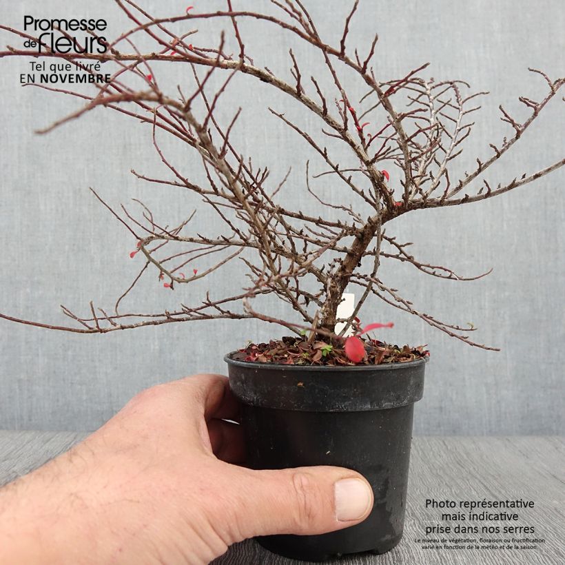 Amostra de Cotoneáster Little Gem - Cotoneaster adpressus Vaso de 10 cm/11 cm tal como entregue no outono