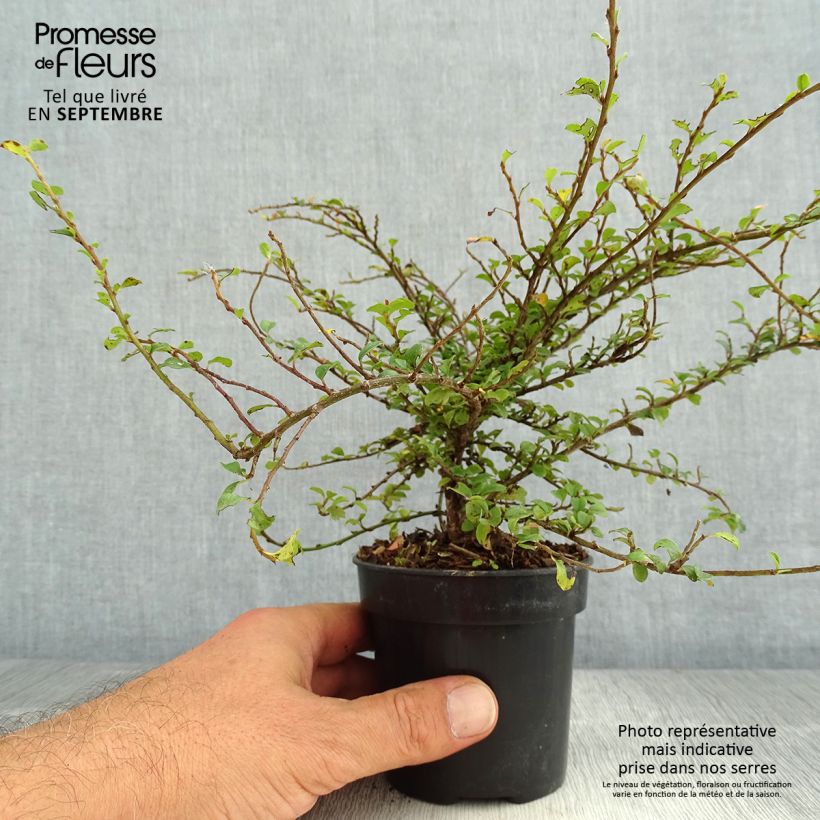 Amostra de Cotoneáster Little Gem - Cotoneaster adpressus Vaso de 10 cm/11 cm tal como entregue no verão