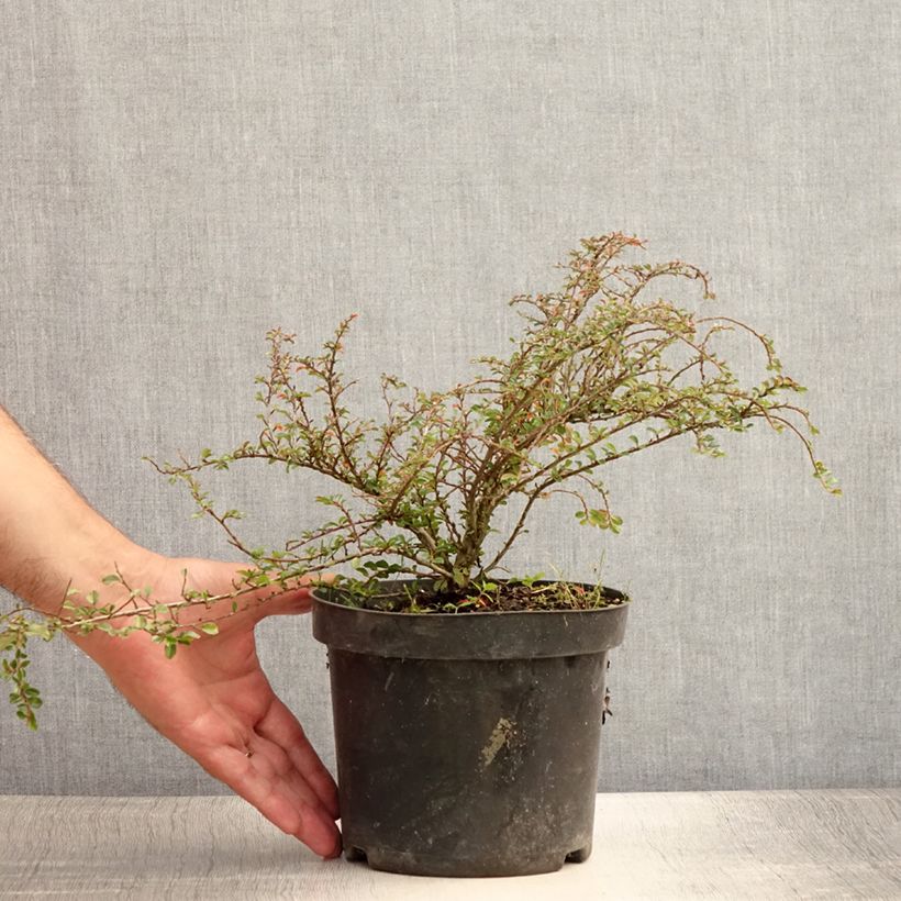 Amostra de Cotoneáster Little Gem - Cotoneaster adpressus Vaso de 2 L/3 L tal como entregue no verão