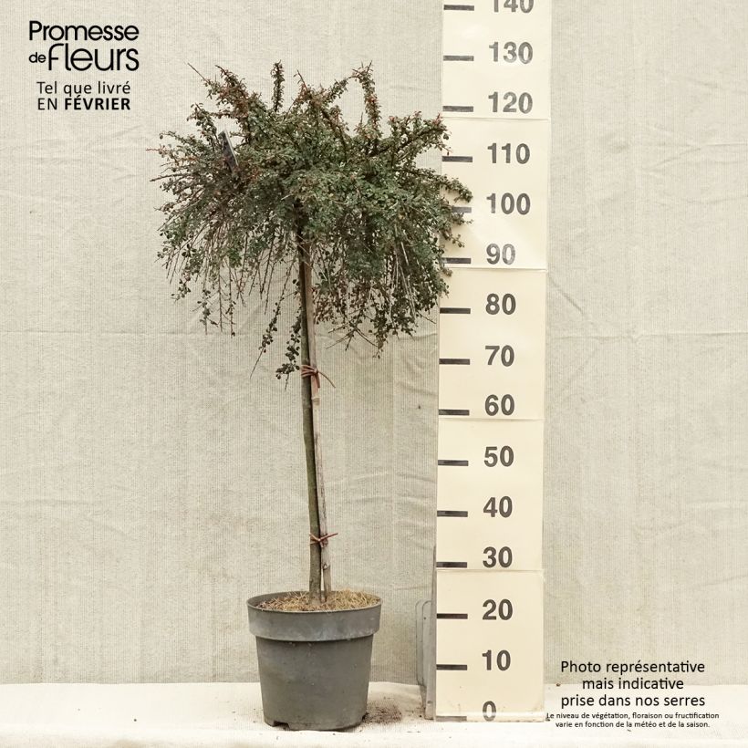 Amostra de Cotoneaster congestus Vaso de 7,5 L/10 L tal como entregue no inverno