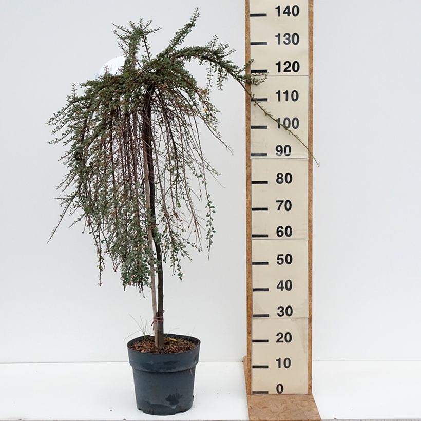 Amostra de Cotoneaster congestus Vaso de 7,5 L/10 L, Haste tal como entregue no outono