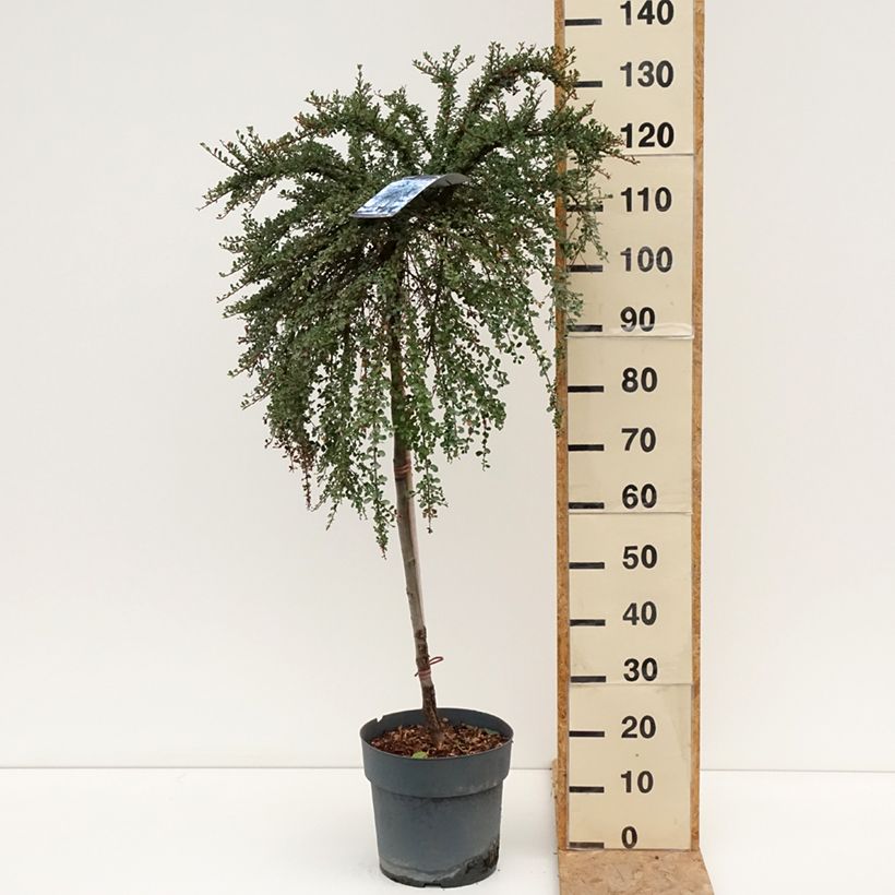 Amostra de Cotoneaster congestus Vaso de 7,5 L/10 L, Haste tal como entregue no verão