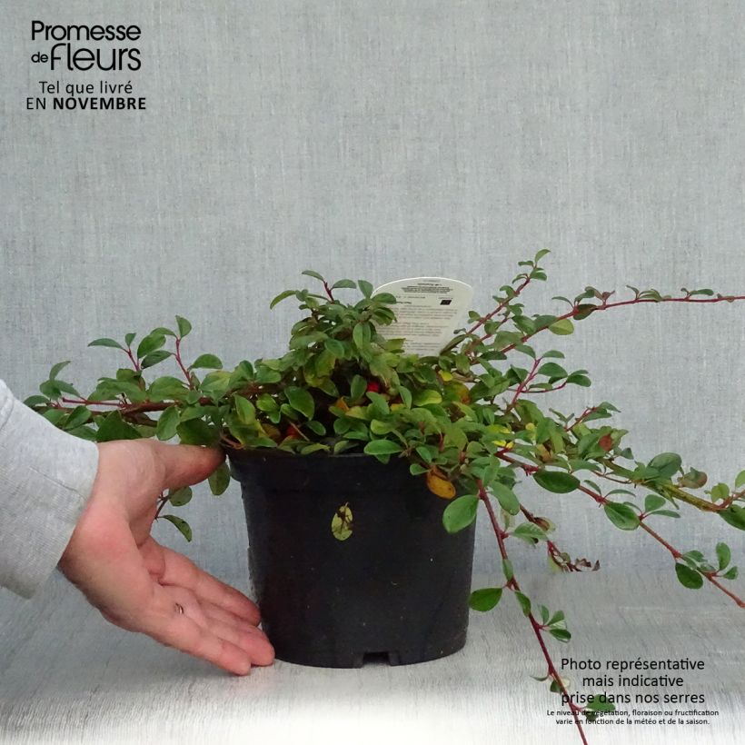 Amostra de Cotoneaster dammeri - Cotonastro rasteiro Vaso de 2 L/3 L tal como entregue no outono