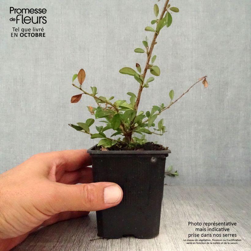 Amostra de Cotonastro rasteiro Eichholz - Cotoneaster dammeri Vaso de 8/9 cm tal como entregue no outono