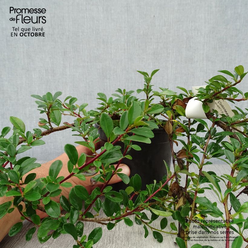 Amostra de Cotonastro rasteiro Eichholz - Cotoneaster dammeri Vaso de 1 L/1,5 L tal como entregue no outono
