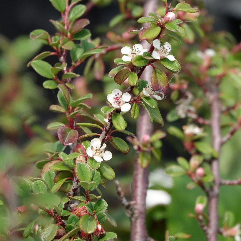 Cotonastro rasteiro Eichholz - Cotoneaster dammeri (Floração)
