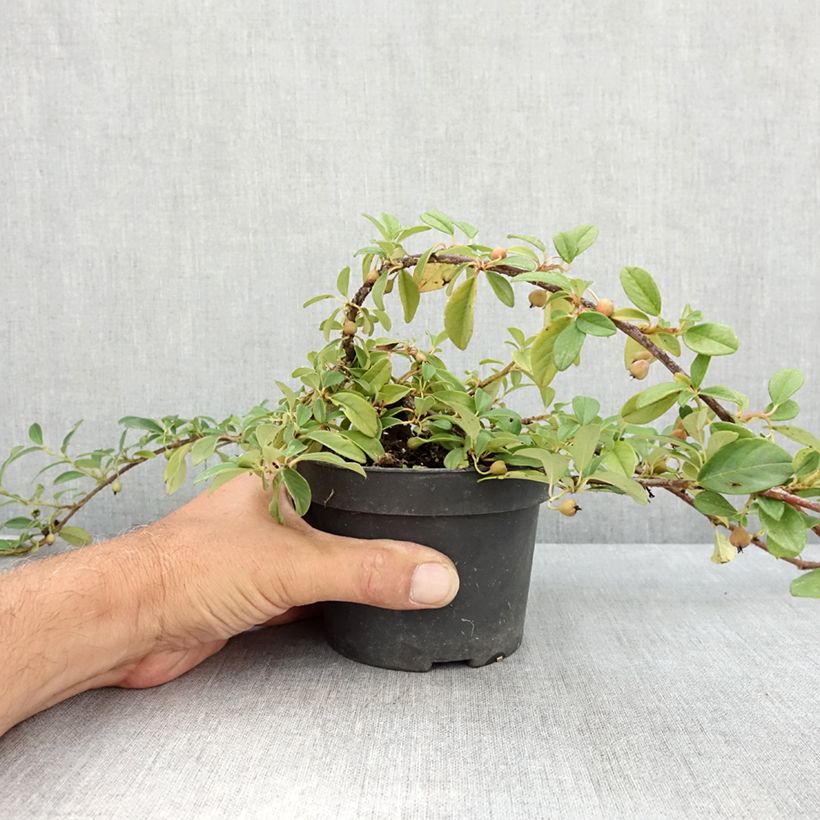 Amostra de Cotonastro rasteiro Major - Cotoneaster dammeri Vaso de 1 L/1,5 L tal como entregue no verão