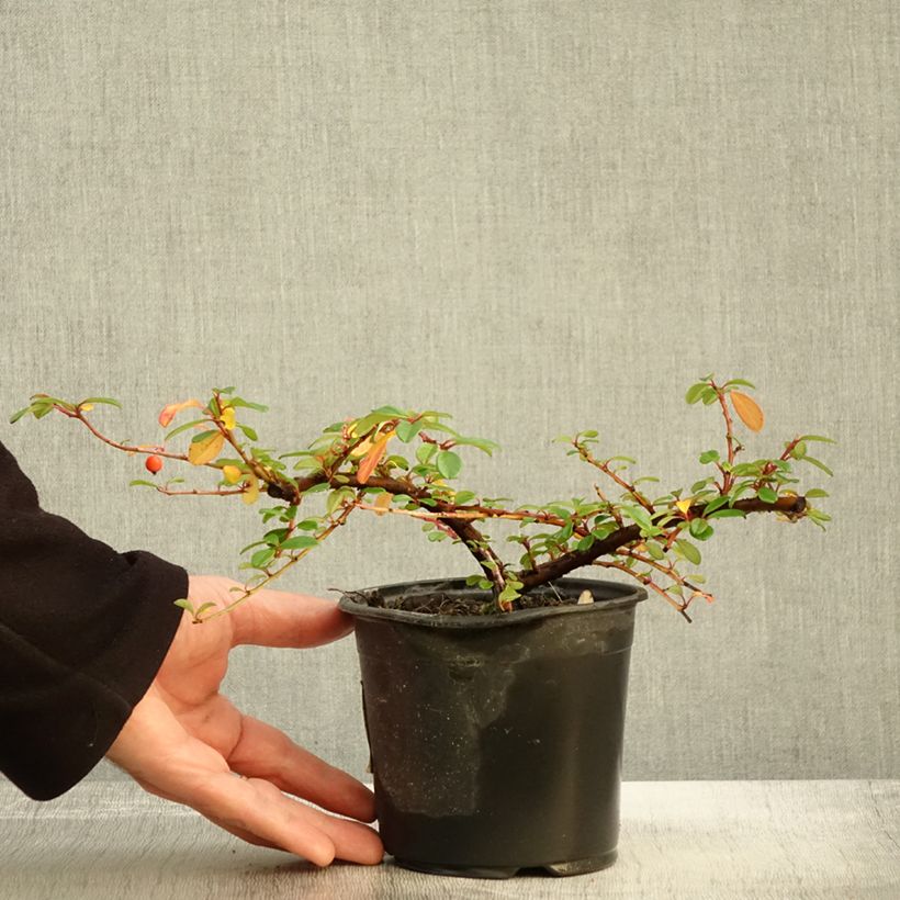 Amostra de Cotonastro rasteiro Miranda - Cotoneaster dammeri Vaso de 1 L/1,5 L tal como entregue no outono