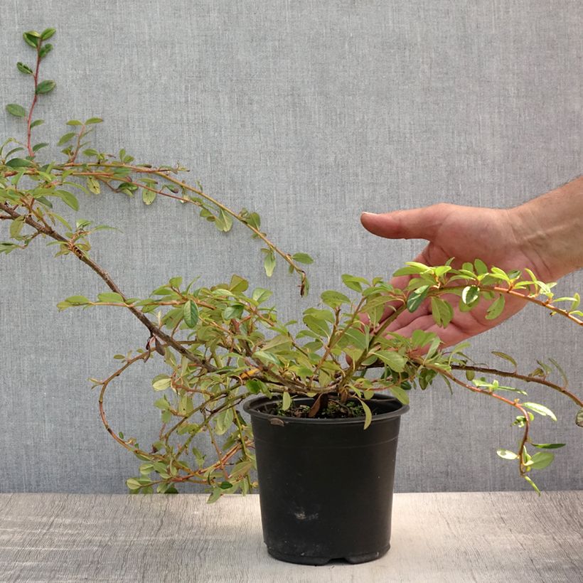 Amostra de Cotonastro rasteiro Miranda - Cotoneaster dammeri Vaso de 1 L/1,5 L tal como entregue no verão