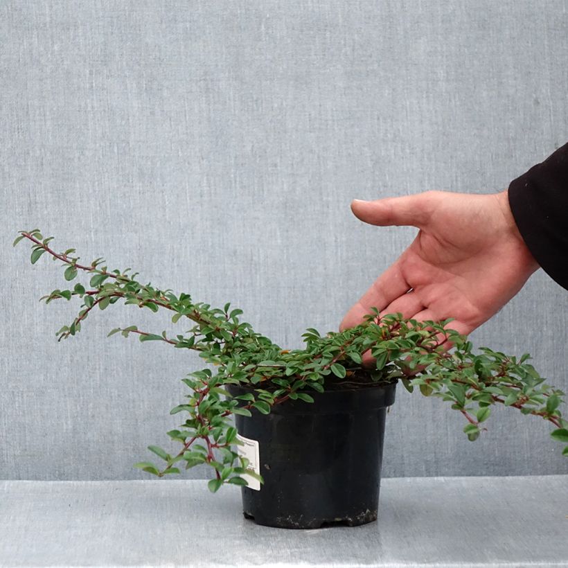 Amostra de Cotonastro rasteiro Mooncreeper - Cotoneaster dammeri Vaso de 1 L/1,5 L tal como entregue no outono
