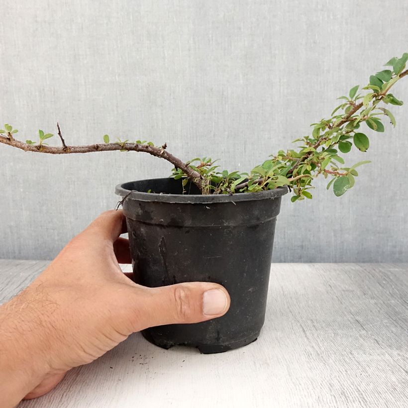 Amostra de Cotonastro rasteiro Mooncreeper - Cotoneaster dammeri Vaso de 1 L/1,5 L tal como entregue no verão