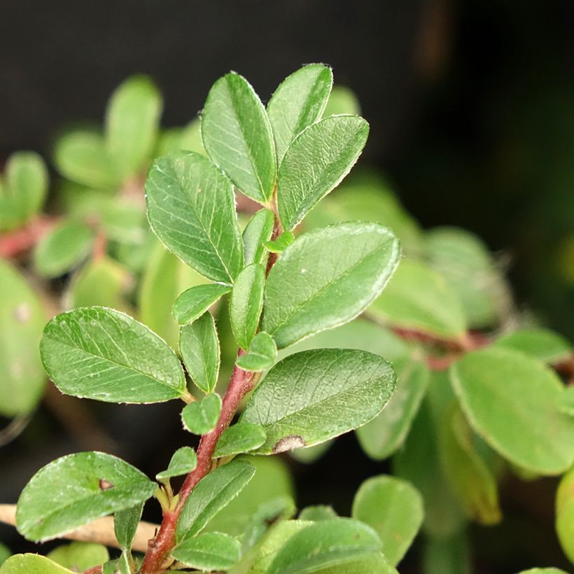 Cotonastro rasteiro Mooncreeper - Cotoneaster dammeri (Folhagem)