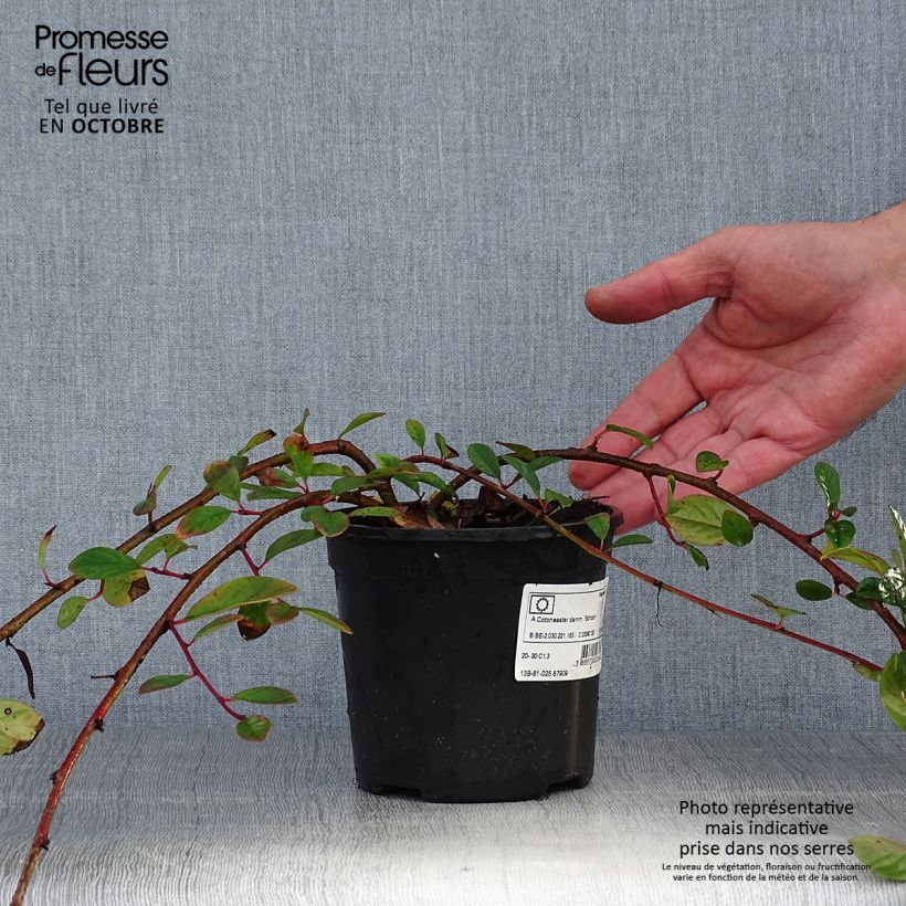 Amostra de Cotonastro rasteiro Schoon - Cotoneaster dammeri Vaso de 1 L/1,5 L tal como entregue no outono