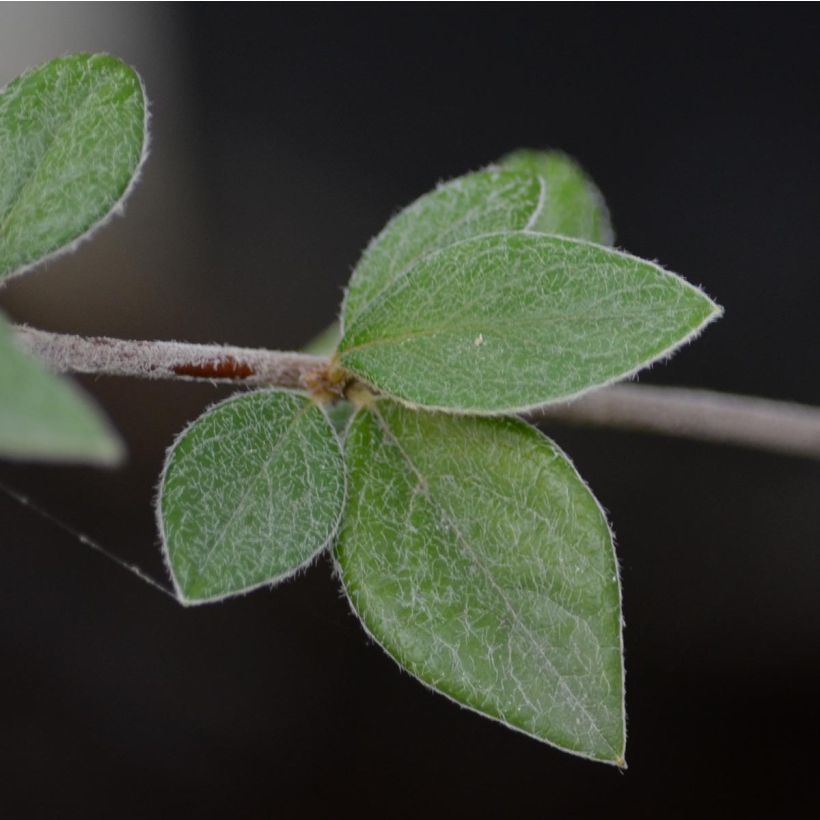 Cotoneastro-de-Franchet - Cotoneaster franchetii (Folhagem)