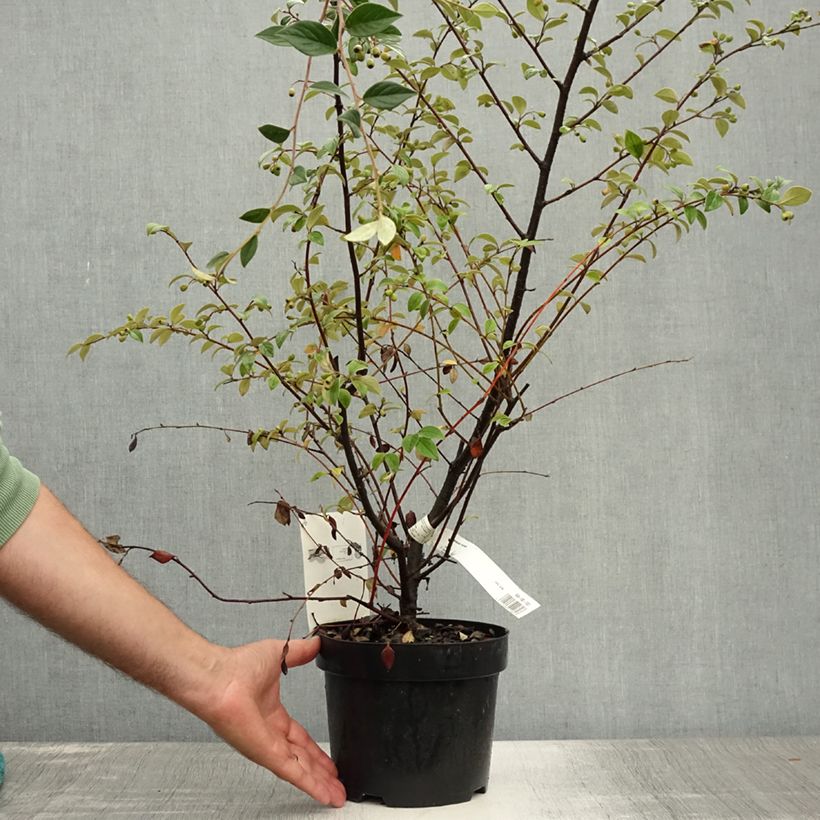 Amostra de Cotoneastro-de-Franchet - Cotoneaster franchetii Vaso de 2 L/3 L tal como entregue no verão