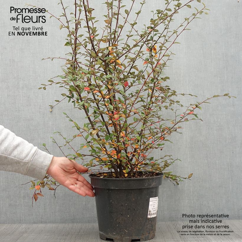 Amostra de Cotoneastro-de-Franchet - Cotoneaster franchetii Vaso de 7,5 L/10 L tal como entregue no outono