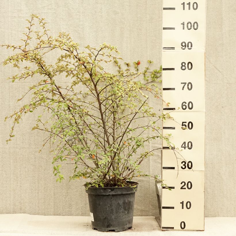 Amostra de Cotoneastro-de-Franchet - Cotoneaster franchetii Vaso de 7,5 L/10 L tal como entregue no verão
