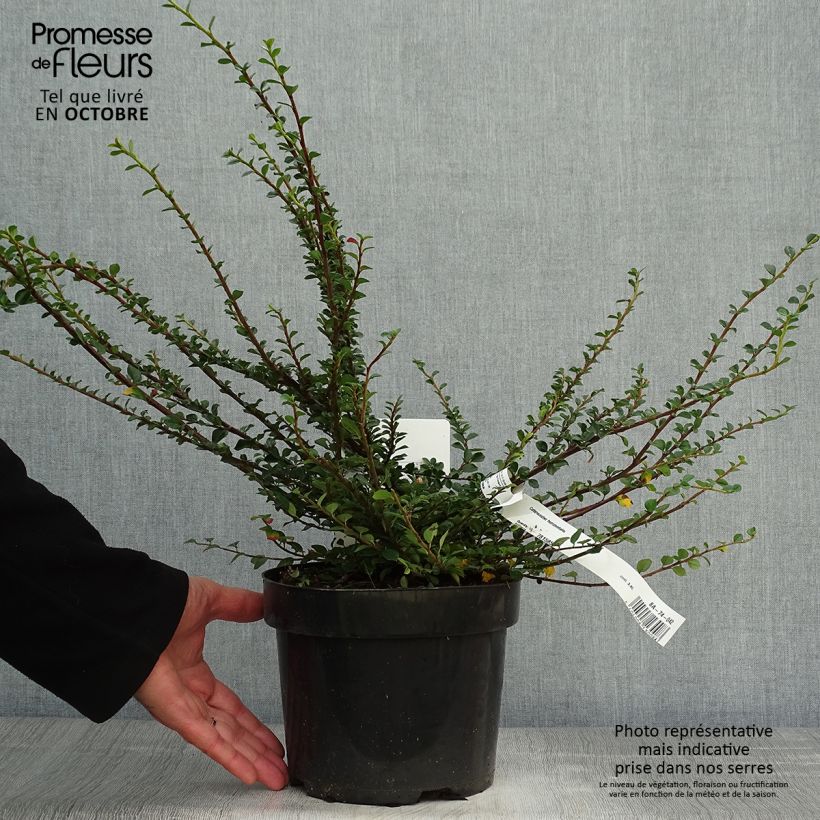 Amostra de Cotoneáster horizontalis - Cotonastro-horizontal Vaso de 2 L/3 L tal como entregue no outono