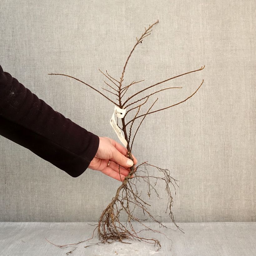 Amostra de Cotoneaster horizontalis - Cotonéaster rampant Raízes nuas tal como entregue no inverno