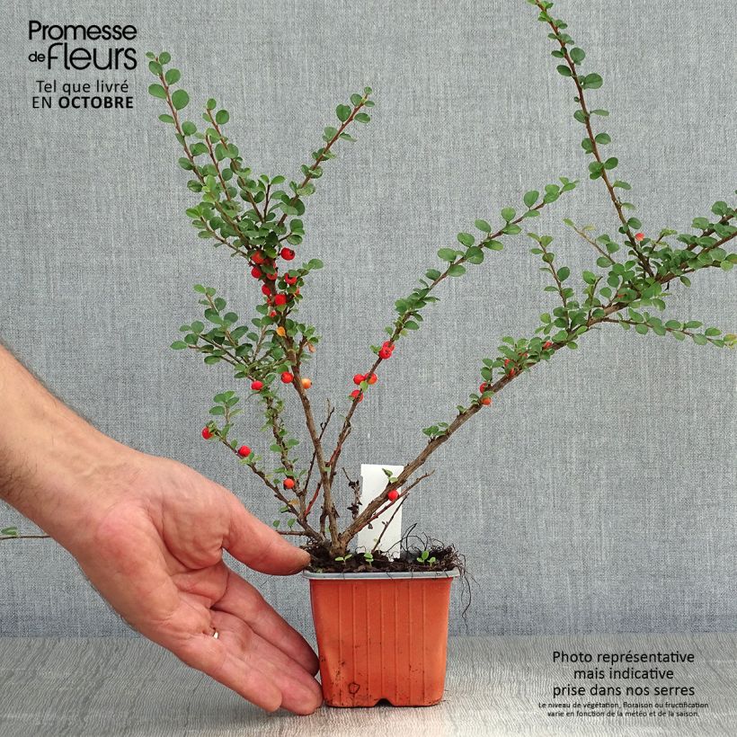 Amostra de Cotoneáster horizontalis - Cotonastro-horizontal Vaso de 8/9 cm tal como entregue no outono