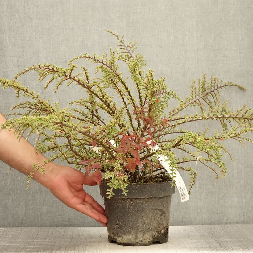 Amostra de Cotonastro-horizontal Variegatus - Cotoneaster horizontalis Vaso de 2 L/3 L tal como entregue no verão