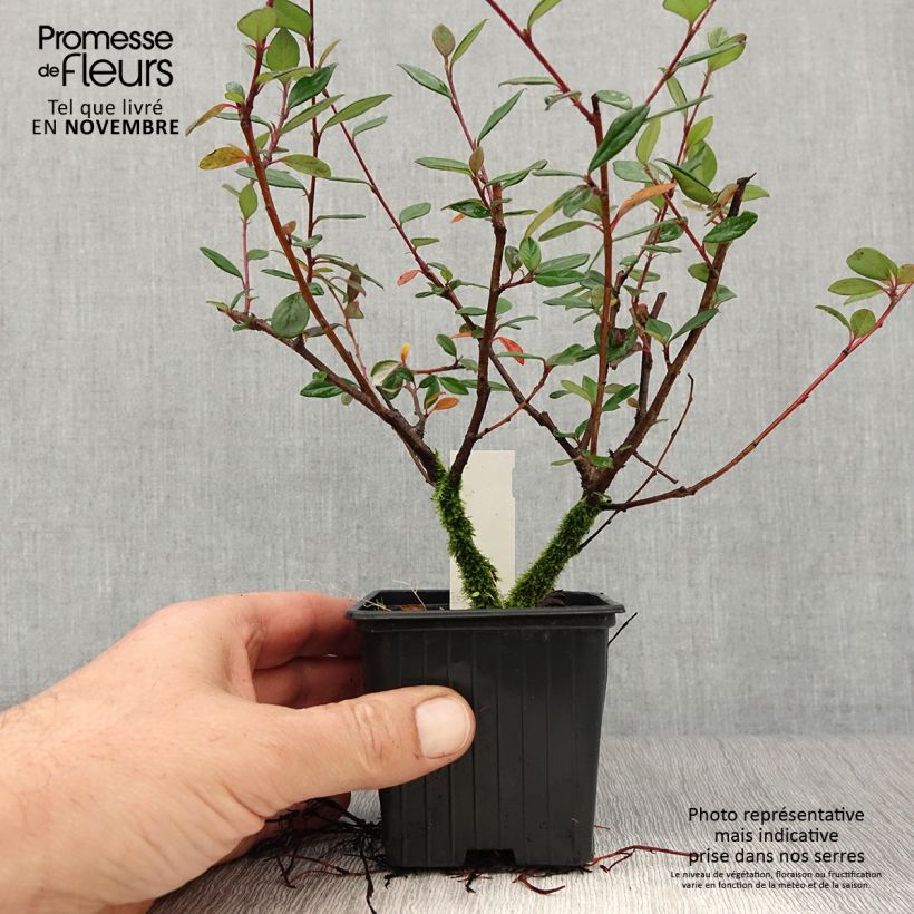 Amostra de Cotoneáster lacteus - Cotonéaster leitoso Vaso de 8/9 cm tal como entregue no outono