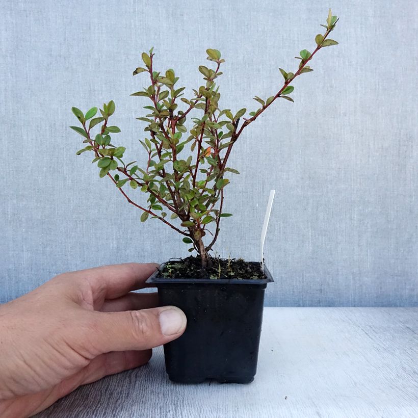 Amostra de Cotoneáster lacteus - Cotonéaster leitoso Vaso de 8/9 cm tal como entregue no verão