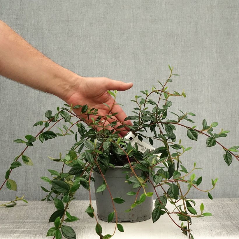 Amostra de Cotoneáster lacteus - Cotonéaster leitoso Vaso de 2 L/3 L tal como entregue no verão