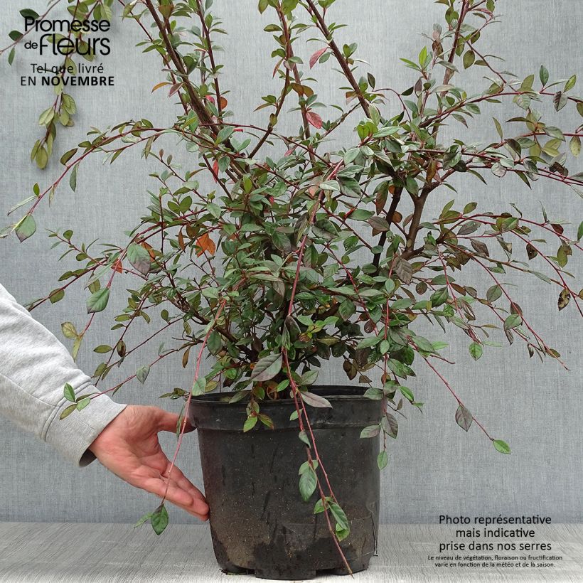 Amostra de Cotoneáster lacteus - Cotonéaster leitoso Vaso de 7,5 L/10 L tal como entregue no outono