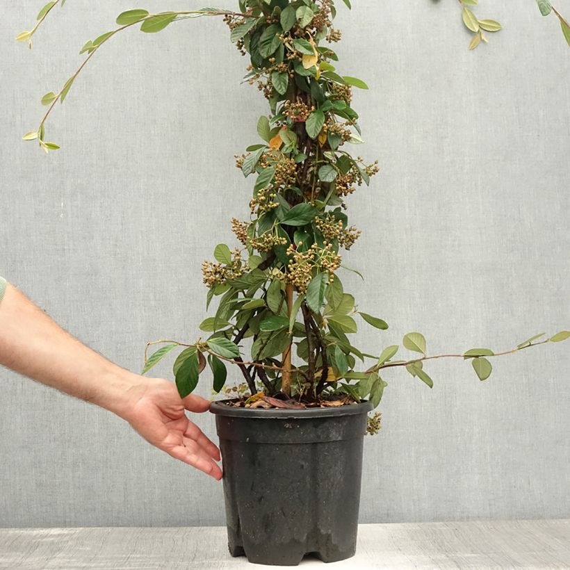 Amostra de Cotoneáster lacteus - Cotonéaster leitoso Vaso de 7,5 L/10 L tal como entregue no verão