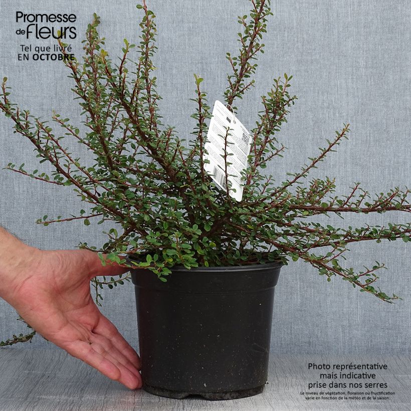 Amostra de Cotoneaster microphyllus - Cotonéaster-de-folhas-pequenas Vaso de 2 L/3 L tal como entregue no outono